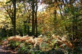 2.Autumn Bossenden Wood, Dunkirk